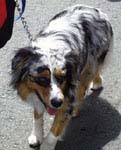 spotted dog