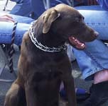 brown dog