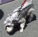 terrier-type dog