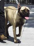 bulldog?