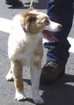 english shepherd pup