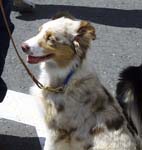 english shepherd pup